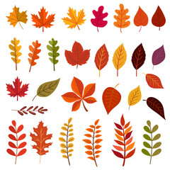 Obraz premium set of different autumn leaves isolated on transparent background. set to create a design. vector illustration 