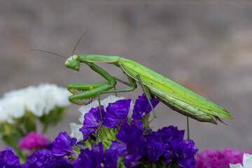 Macro of Female European Mantis or Praying Mantis, Mantis Religiosa. Green praying mantis. It sits on colored wild flowers