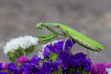 Macro of Female European Mantis or Praying Mantis, Mantis Religiosa. Green praying mantis. It sits on colored wild flowers