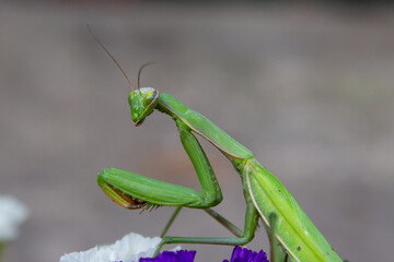 Macro of Female European Mantis or Praying Mantis, Mantis Religiosa. Green praying mantis. It sits on colored wild flowers