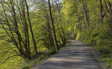 Radweg Teer Wald Bäume schönes Sonnenlicht romantisch