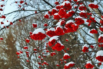 Winter, bright red rowan fruits are covered with snow caps