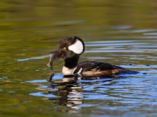 Male Hooded Merganser Holding Fish in its Beak and  Swimming on Pond with Green Water