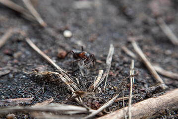 A forest hairy red-cheeked ant (Formica lugubris) in the forest in spring in Europe
