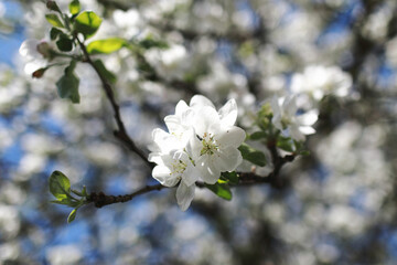owering fruit trees on a background of a beautiful sky