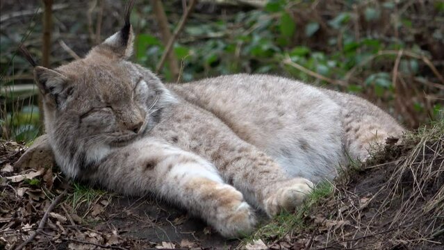 Eurasischer Luchs (Lynx lynx), schlafend