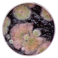 Multicolored mold on honeysuckle jam, macro shot, isolated on white background