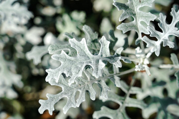 Selective shot of the dusty miller (Centaurea cineraria) plant in the garden under the sunlight - obrazy, fototapety, plakaty