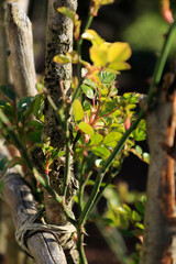 Frische gr&uuml;ne Bl&auml;tter einer Rose im Sonnenlicht an einem Zaun aus Holz am Morgen
