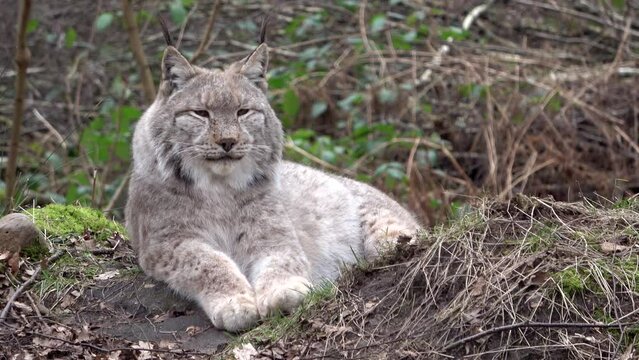 Eurasischer Luchs liegt im Wald