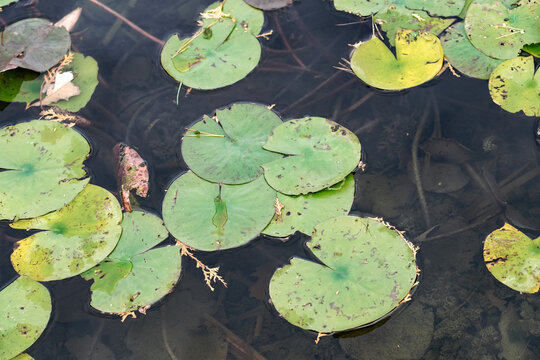 Closeup shot of common frogbit (Hydrocharis morsus-ranae) leaves on water