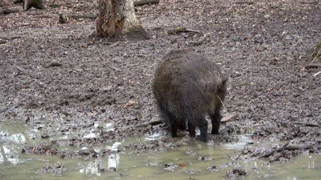 Wildschwein uriniert in Pf&uuml;tze