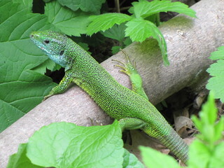 European Green Lizard (Lacerta viridis) on a Branch