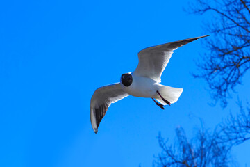 Mediterranean Gull or Ichthyaetus melanocephalus fly on blue sky background