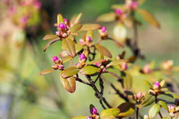 Fototapeta na wymiar Rhododendron sichotense pink buds, shrub with green leaves in sunlight