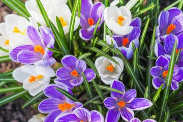 Fotobehang Krokus Purple and white crocus in spring time, top view. Blooming crocus flowers on a meadow  © ANGHI