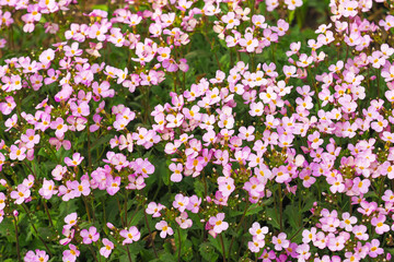 Spring blooming lawn. Pink flowers arabis or Arabis alpina, top view