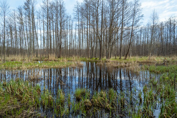 Fototapeta na wymiar swamp tourist trail. spring in Sloka Lake walking trail. Latvia. Landscape. Baltic. Soft focus.