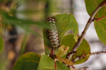 photograph of a caterpillar on a beach bush leaf, the photo was taken on a cloudy morning with a warm tone. You can see trees, rocks, beach, dry vegetation, sun, sand.