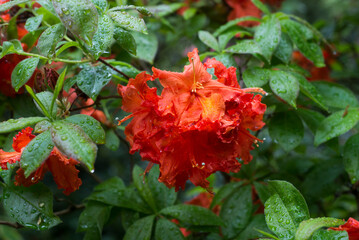 Closeup of rain drops on orange azaleas flowers in a public garden