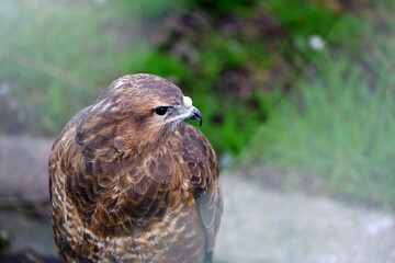 Common buzzard sitting on green grass background. Buteo buteo portrait