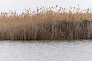 reeds in the lake