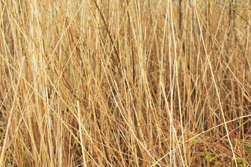 yellow dry straw background