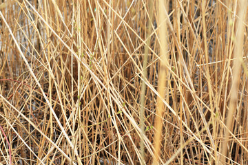 yellow dry straw background