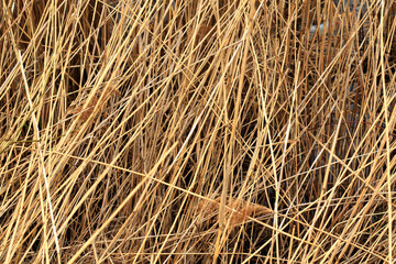 yellow dry straw background