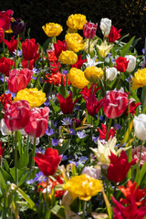 red and yellow tulips in garden