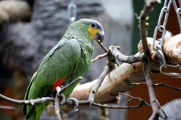 Orange winged Amazon in a zoo (Amazona amazonica). Portrait of green parrot sitting on a tree branch