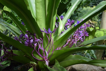 Purple flowers