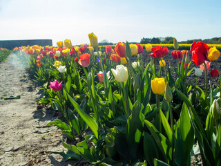 Colorful tulip flowers bloom in the open field. Tulip flowers backgrounds. Flowers in spring. Flower landscape.