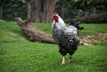 Portrait of black and white cock walking in a farm