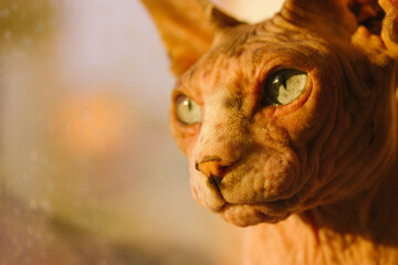 Bald Canadian Spynx cat muzzle with beautiful eyes in warm sunlight looking away. A kitty on a windowsill, looks out a window at sunset. Feline pet, unusual animal at home. Place for text, copy space.