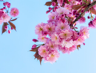 Prunus 'Kanzan' is a flowering cherry cultivar. It was developed during the Edo period in Japan as a result of multiple interspecific hybrids based on the Oshima cherry.