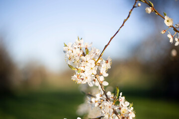 In spring, plum blossoms bloom with faded flowers.