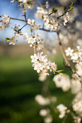 Fototapeta premium In spring, plum blossoms bloom with faded flowers.