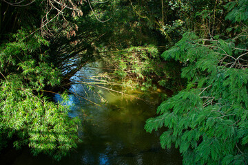 river in the middle of the forest with many trees