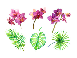 Set of exotic leaves, tropical flowers - orchids. Watercolor painted tropic plants collection © zzorik