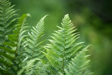Closeup of fern leaves in a forest