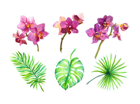 Set of exotic leaves, tropical flowers - orchids. Watercolor painted tropic plants collection