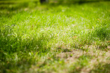 Naklejka premium Green lawn on bright, warm, sunny summer day.