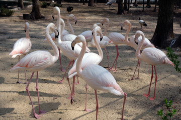 Several pink flamingos walk along the sand in a zoo between the trees. Pink big birds Great Flamingo, Phoenicopterus ruber