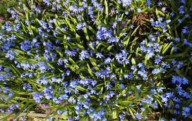 Bright blue background of flowers. Scilla siberica flowers in full bloom at the Botanical Garden. Front top photo