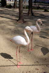Two pink flamingos stand symmetrically on the ground, looking ahead. Flamingo at the zoo on a spring clear day.