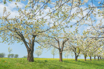 Fototapeta na wymiar Orchard in Bloom in Springtime
