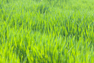 Green Grass Sunlit in Springtime
