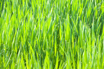 Green Grass Sunlit in Springtime