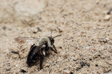 close-up photo of a bee on a neutral background